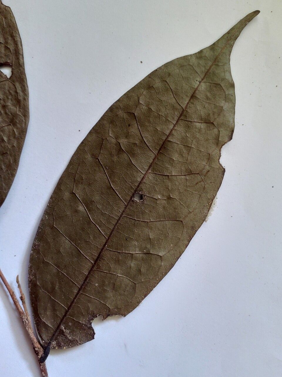 Duguetia inconspicua — houseplant care guide