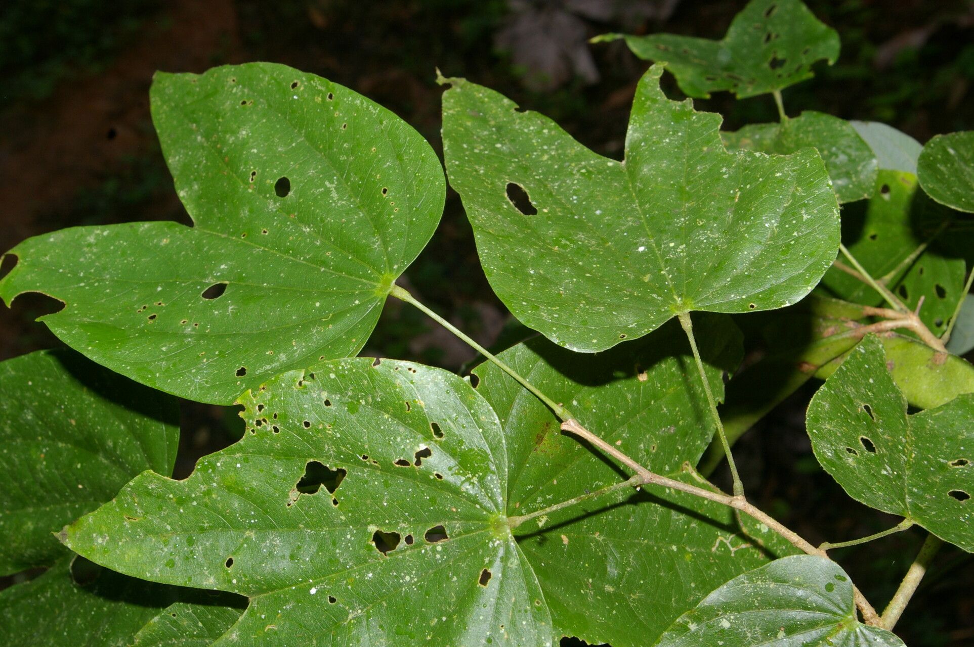 Bauhinia cookii fruit