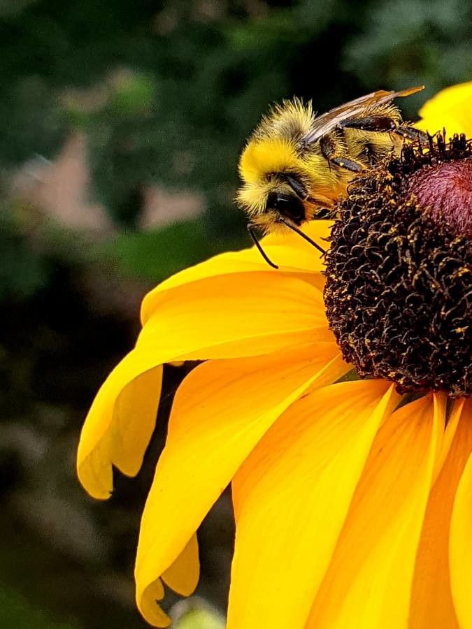 Rudbeckia maxima flower