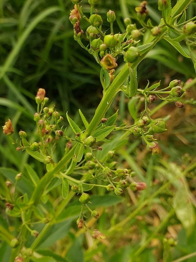 Scrophularia umbrosa flower
