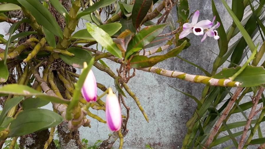 Laelia rubescens other