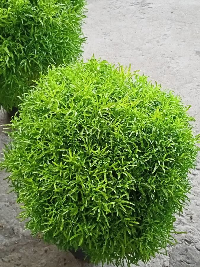 Alternanthera ficoidea leaf