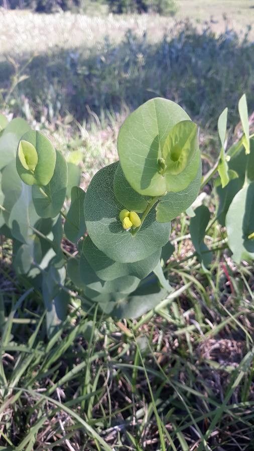 Baptisia perfoliata — search result for 'Baptisia'
