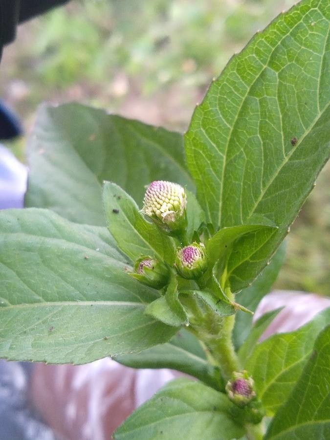 Acmella radicans — houseplant care guide