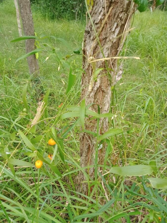 Eustrephus latifolius — houseplant care guide