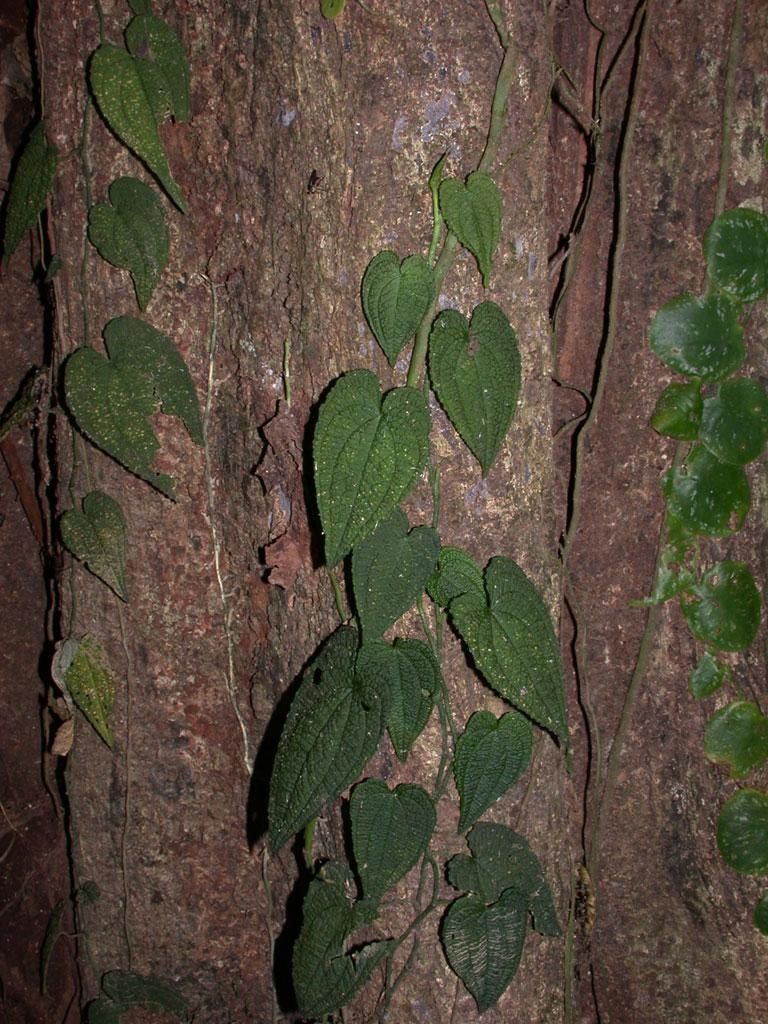 Anthurium clidemioides bark