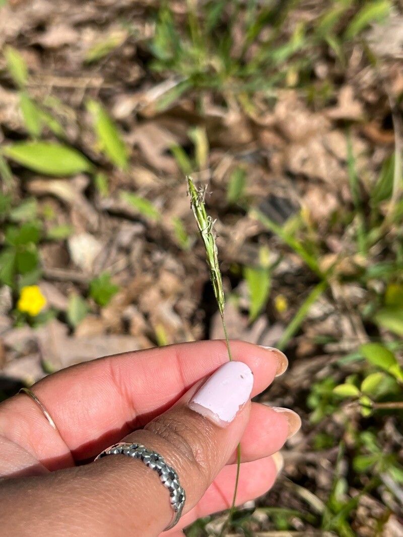 Carex hirtifolia — search result for 'Carex'