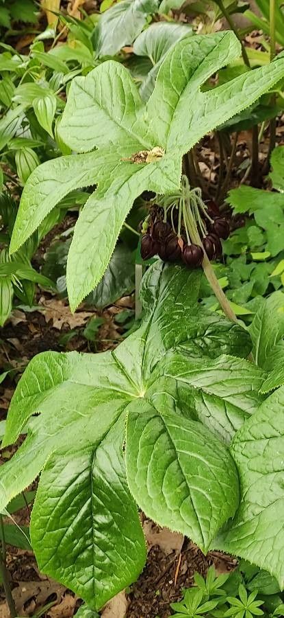 Dysosma versipellis leaf