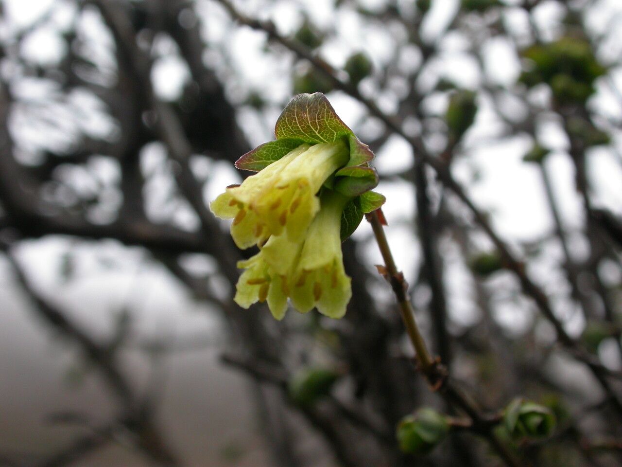 Lonicera obovata — search result for 'Lonicera'