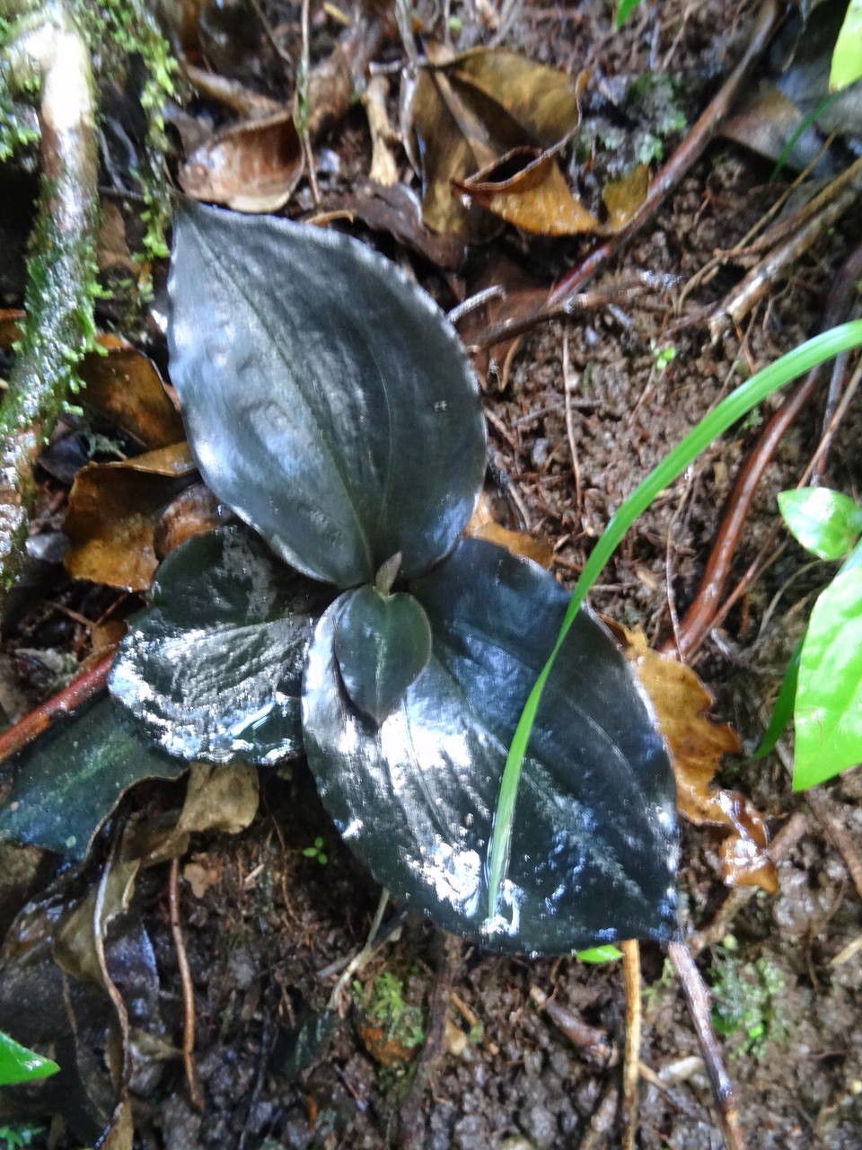 Cyclopogon cranichoides — search result for 'Belize'