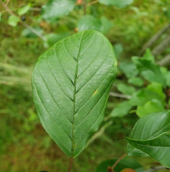 Frangula dodonei — search result for 'Rhamnaceae'