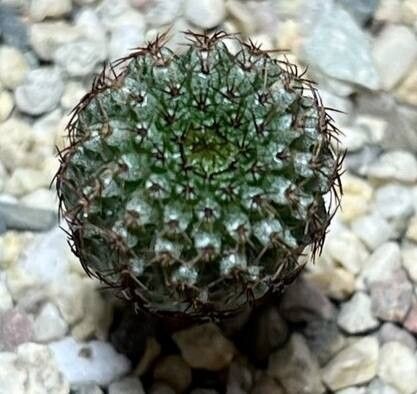 Frailea chiquitana — related species from the same genus