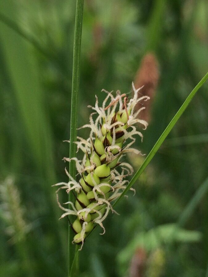 Carex melanostachya flower