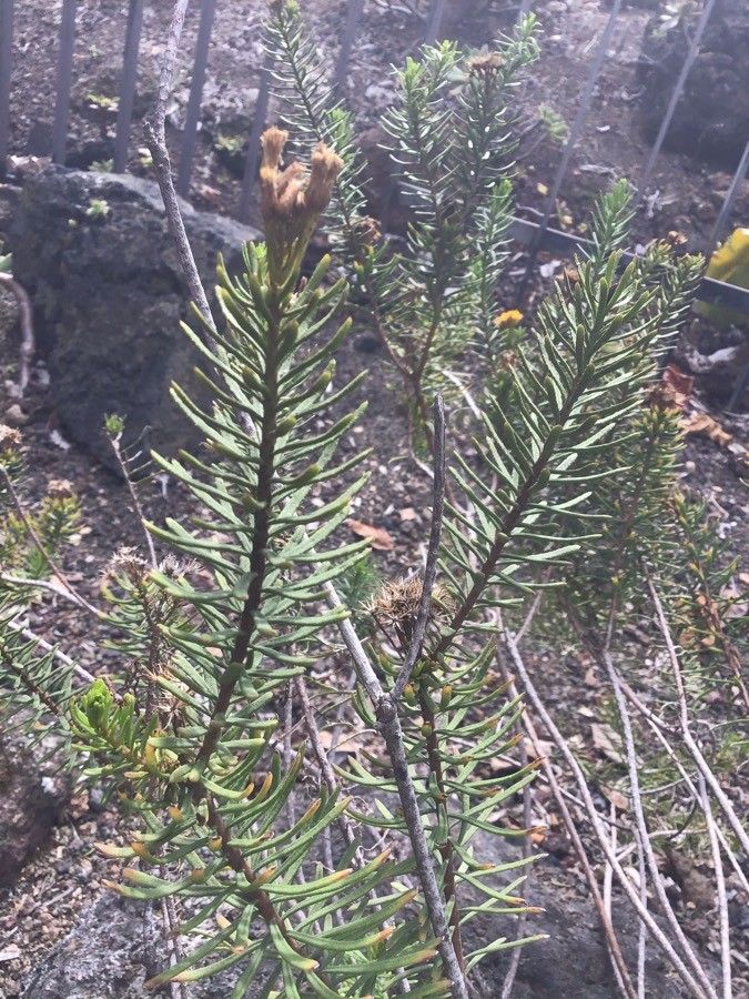 Allagopappus viscosissimus — related species from the same genus