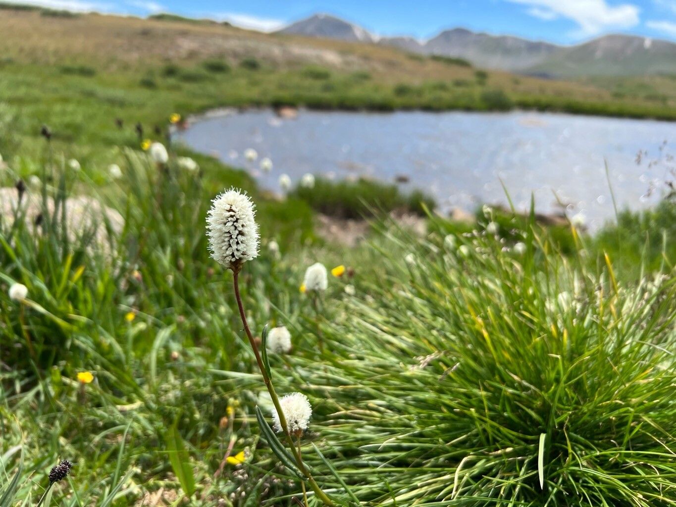 Bistorta bistortoides flower