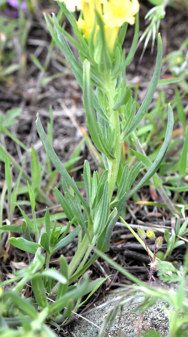 Lithospermum incisum leaf