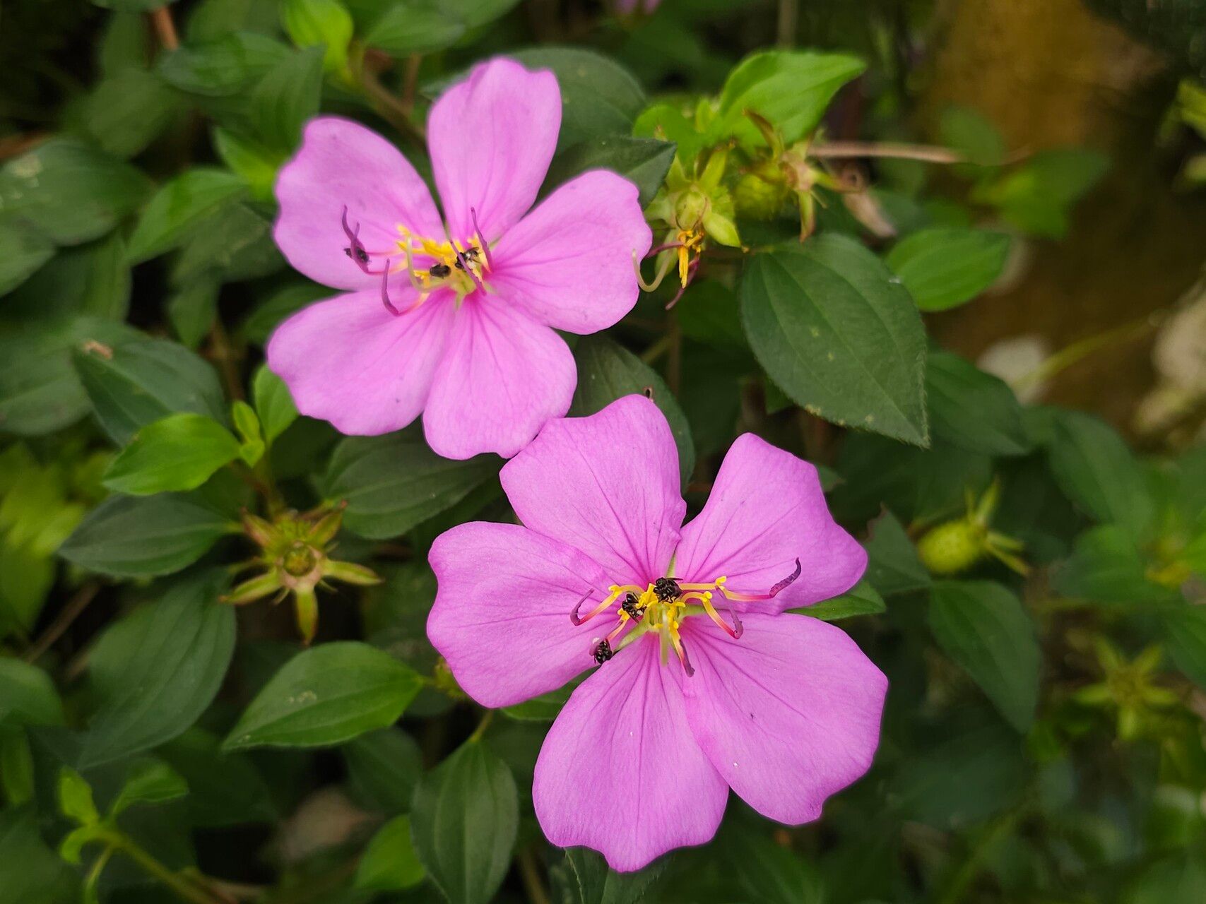 Heterotis prostrata — related species from the same genus