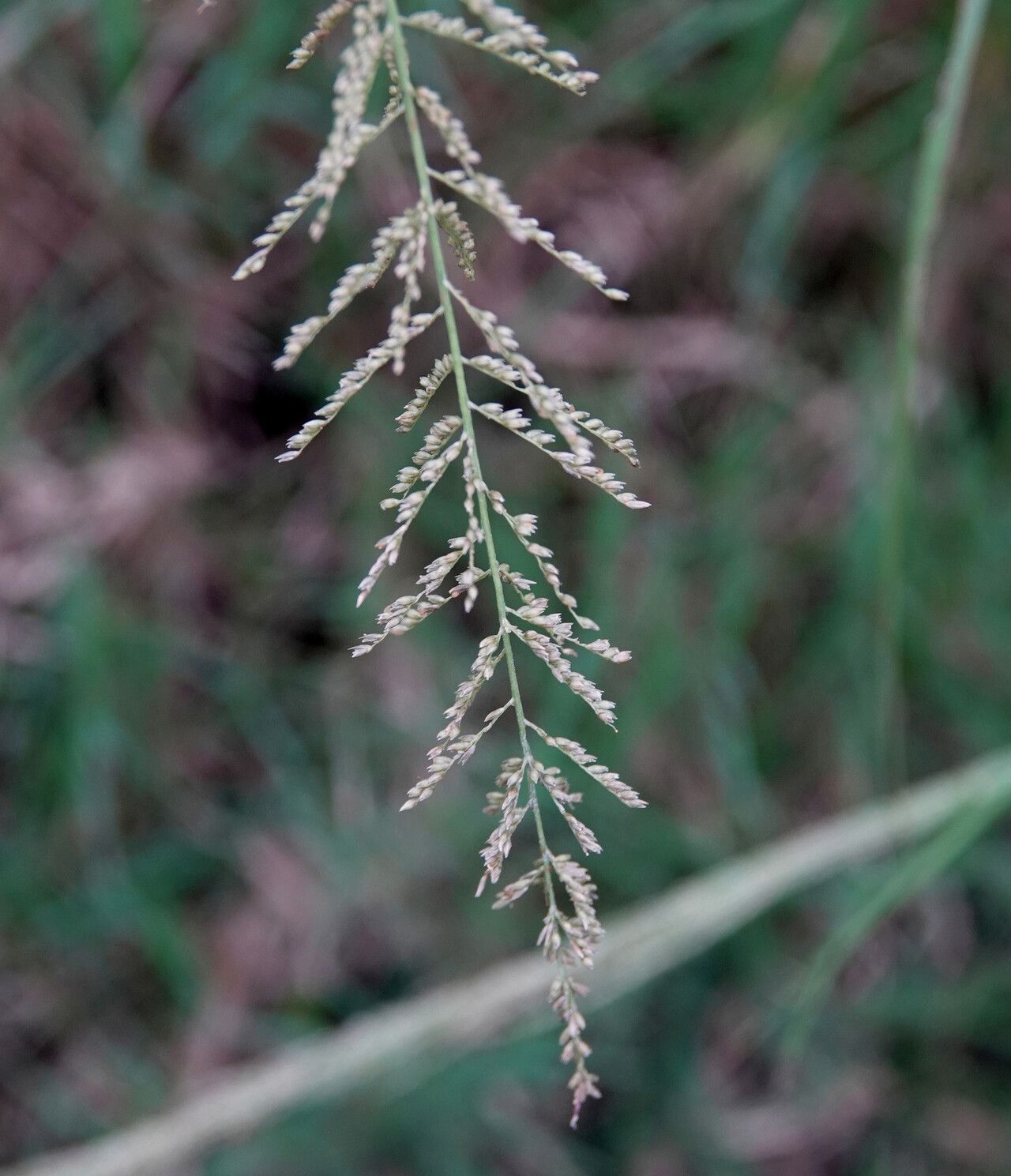 Sporobolus diandrus flower