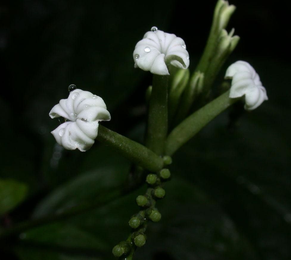 Heliotropium angustiflorum flower