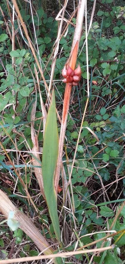 Watsonia meriana leaf