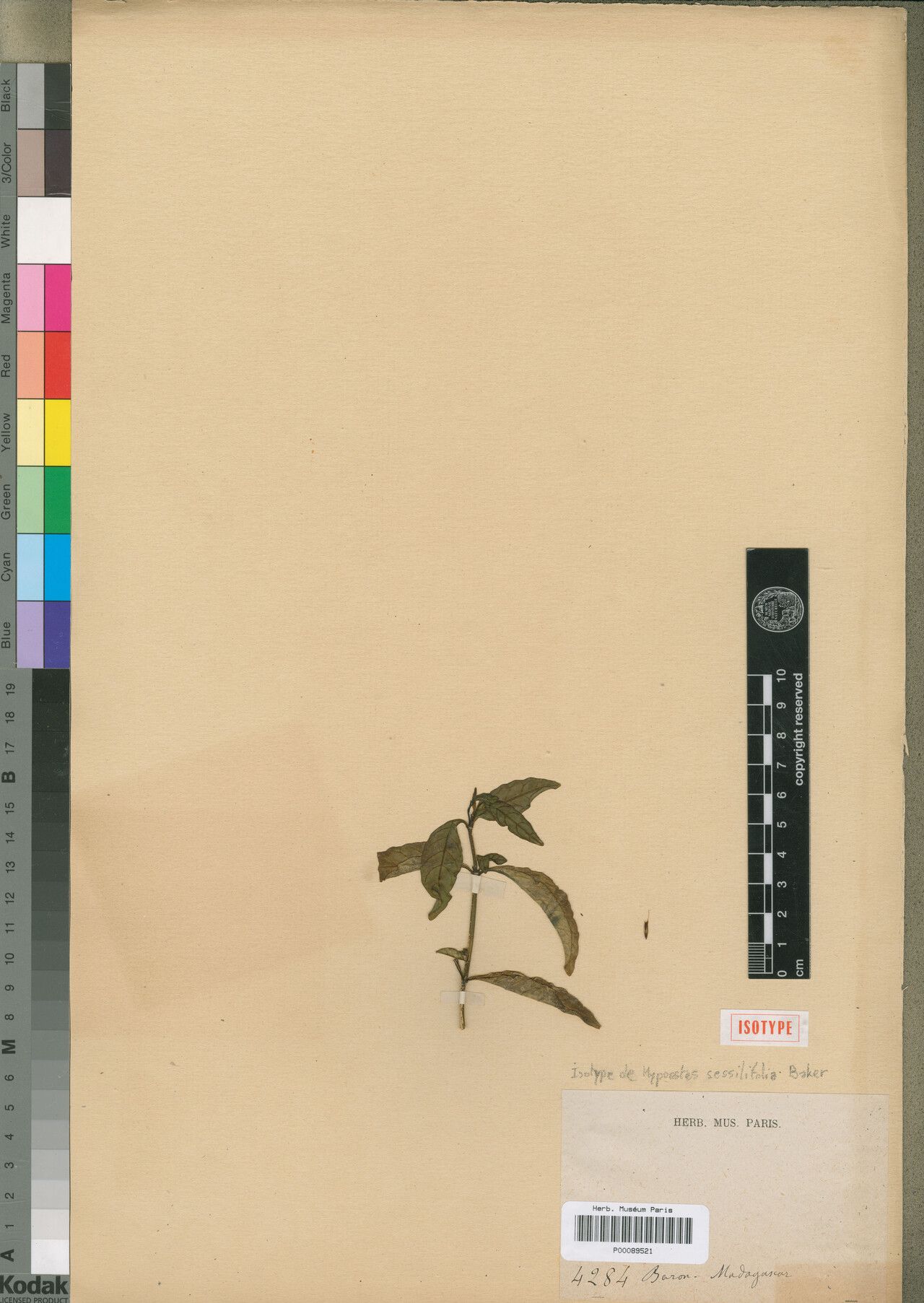 Hypoestes sessilifolia — houseplant care guide