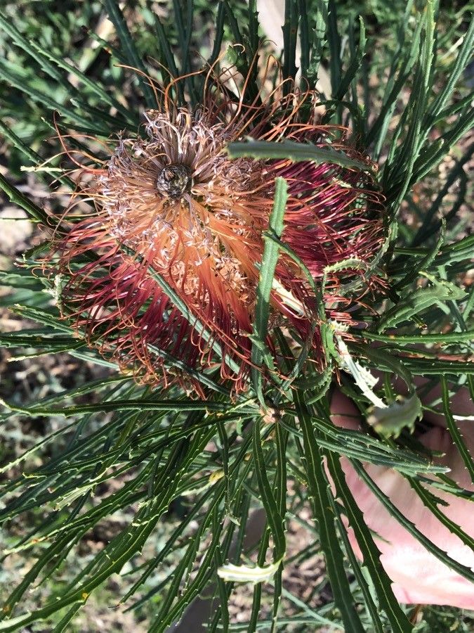 Banksia occidentalis flower
