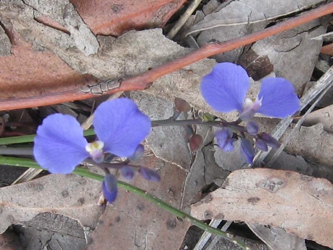 Commelina dianthifolia — search result for 'Commelina'