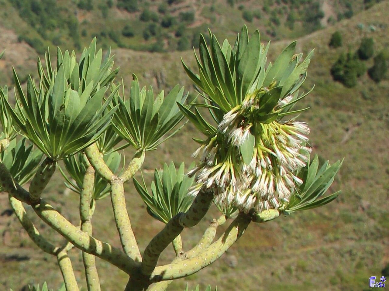 Kleinia neriifolia flower