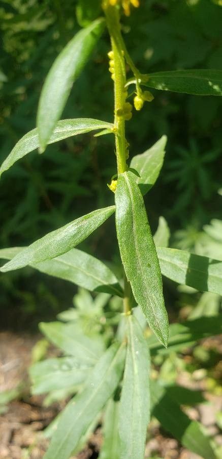 Solidago puberula leaf