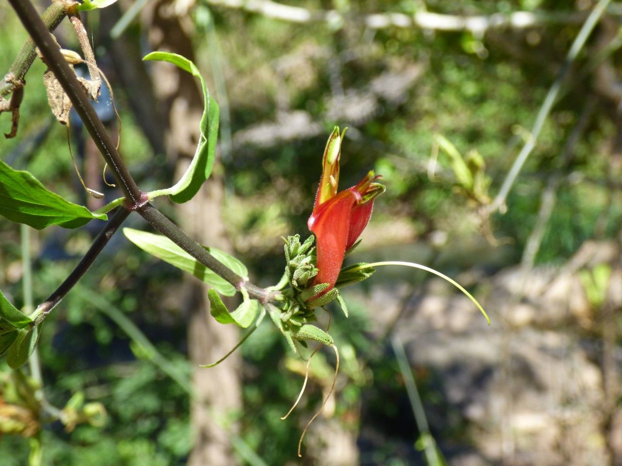 Clinacanthus nutans flower