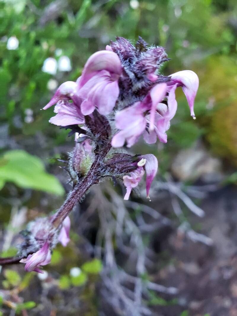 Pedicularis ornithorhynchos — houseplant care guide