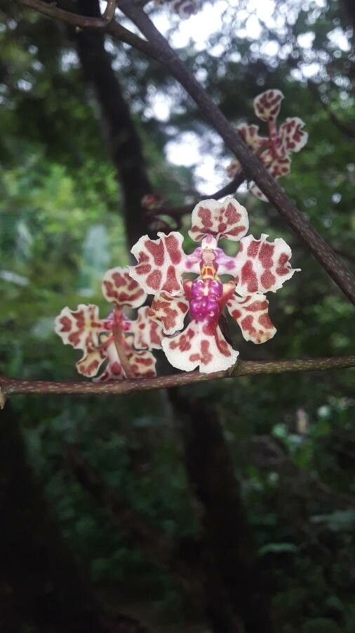 Trichocentrum carthagenense flower