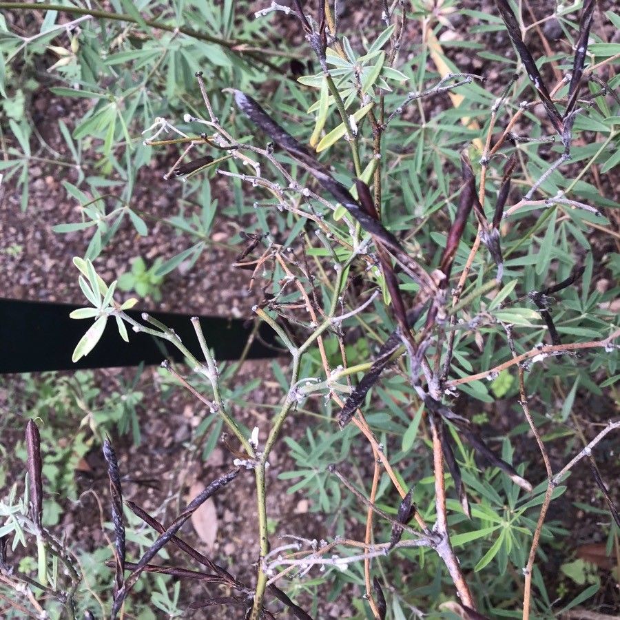 Lotus jacobaeus fruit