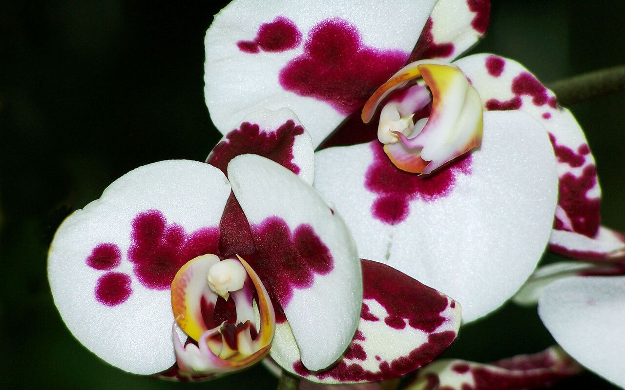 Eriaxis rigida flower