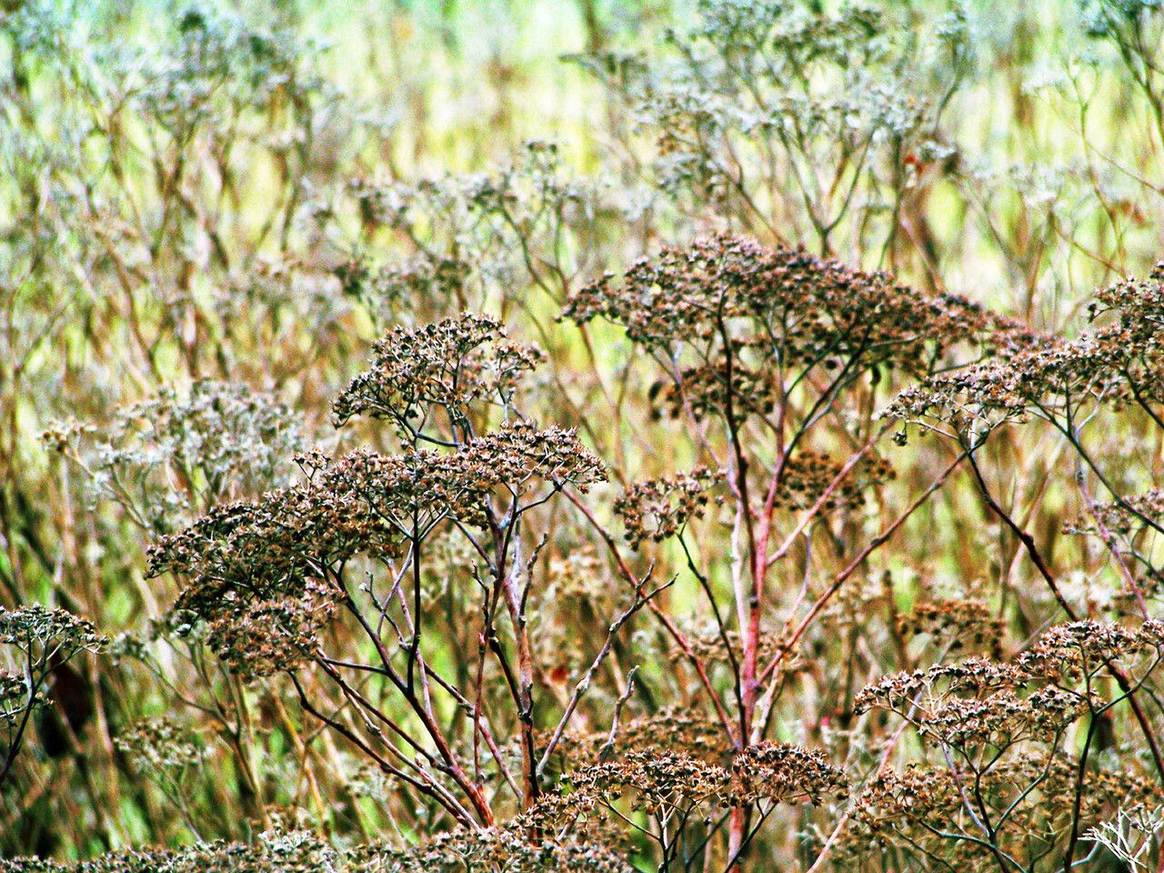 Eriogonum multiflorum fruit