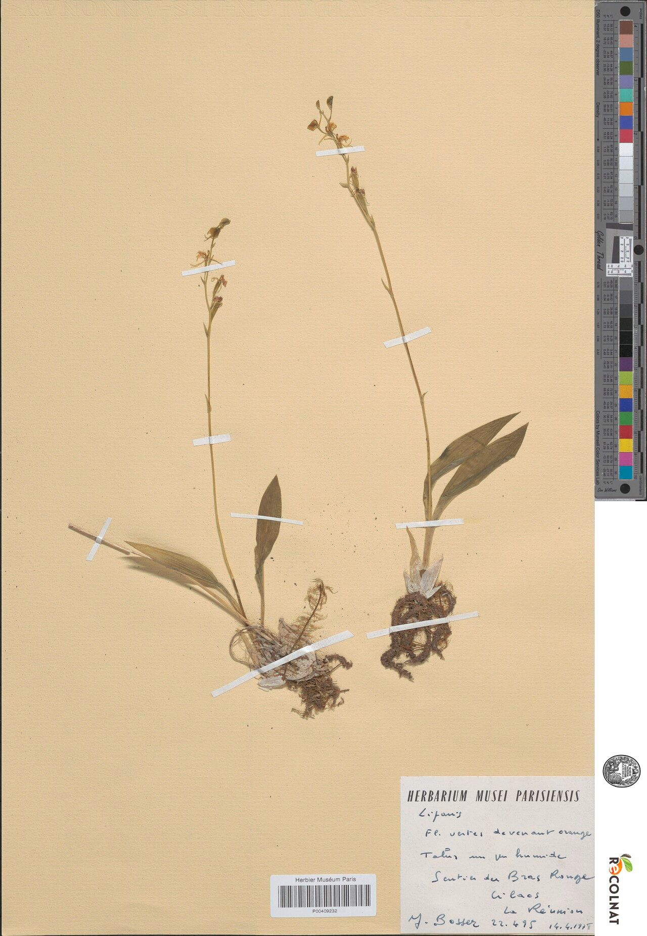 Liparis nectarina — houseplant care guide