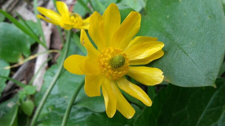 Ranunculus bullatus flower
