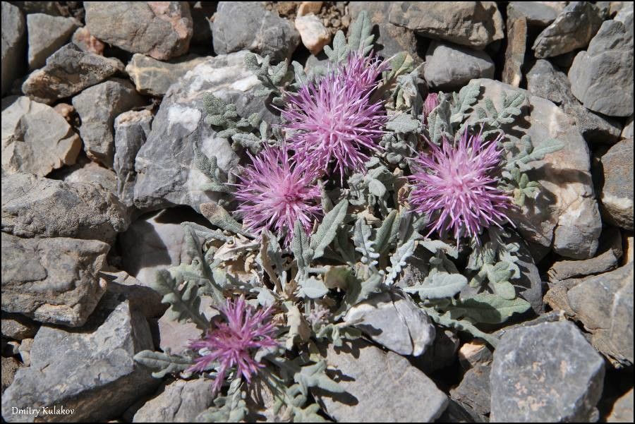 Jurinea algida — related species from the same genus