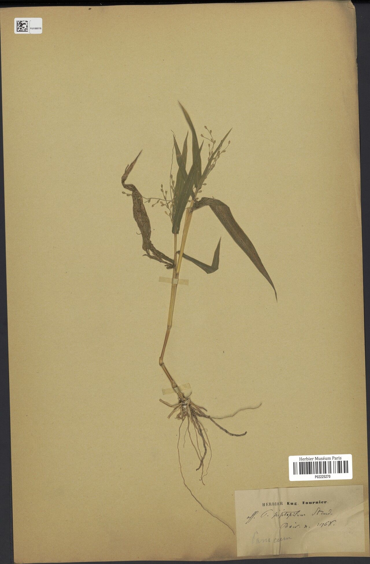 Panicum piptopilum — houseplant care guide