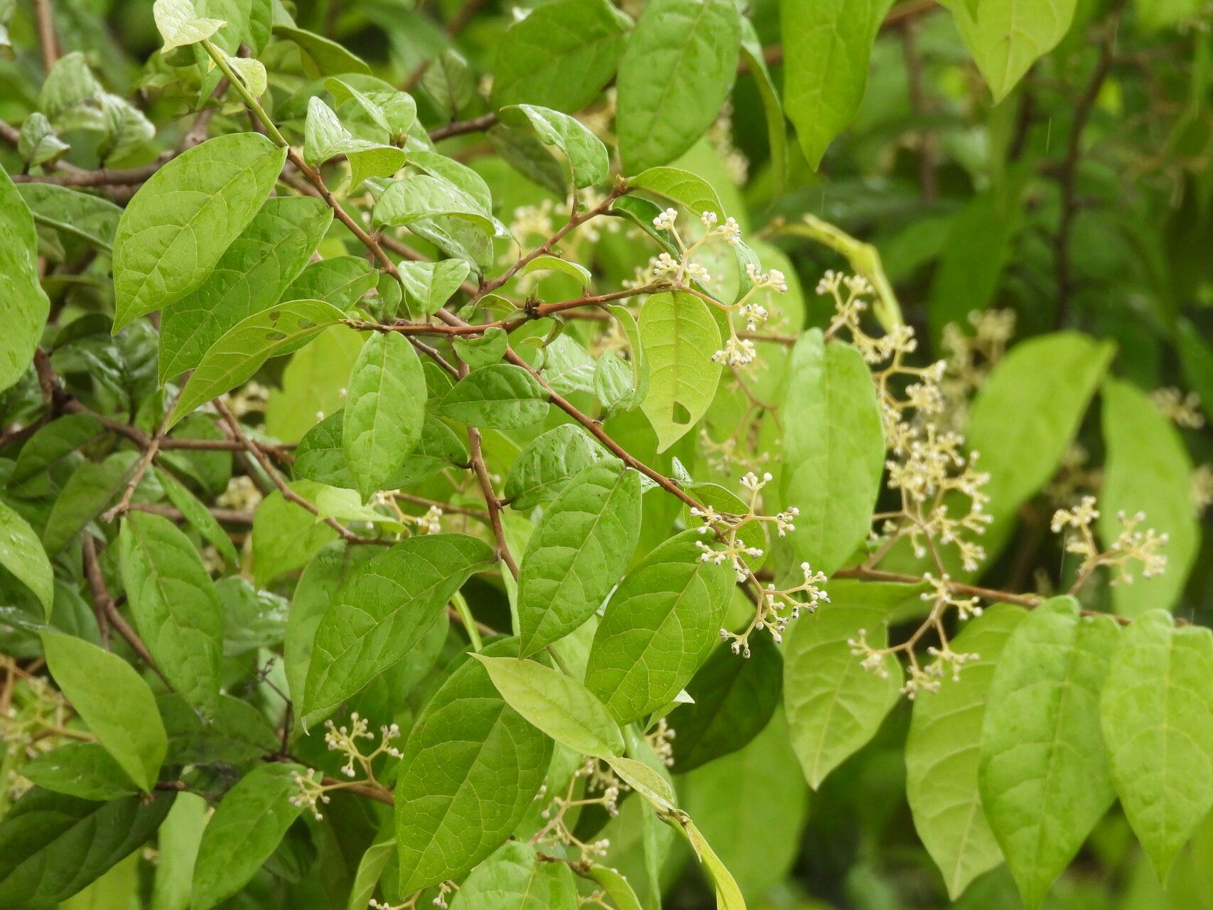 Dichapetalum pedunculatum — houseplant care guide