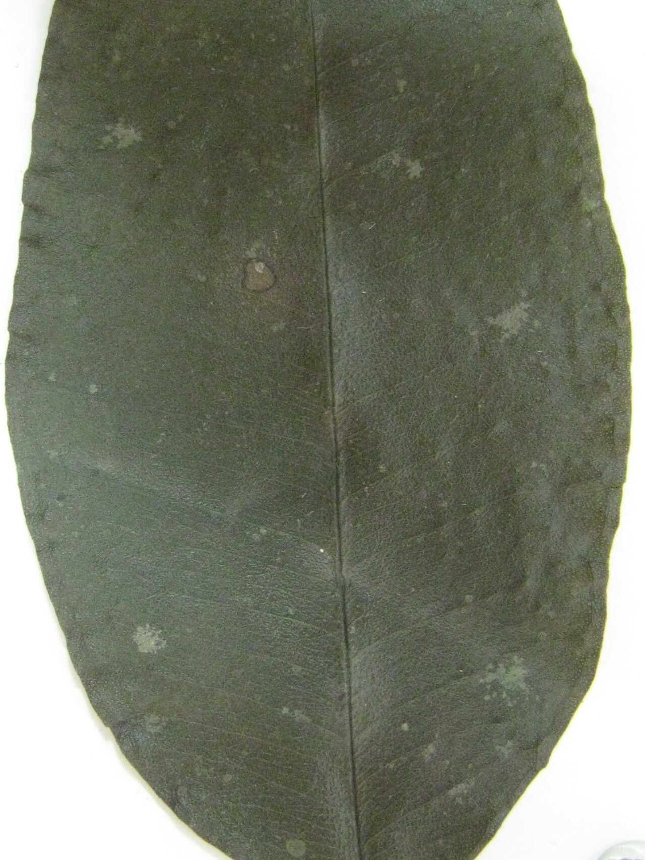 Eugenia albicans other