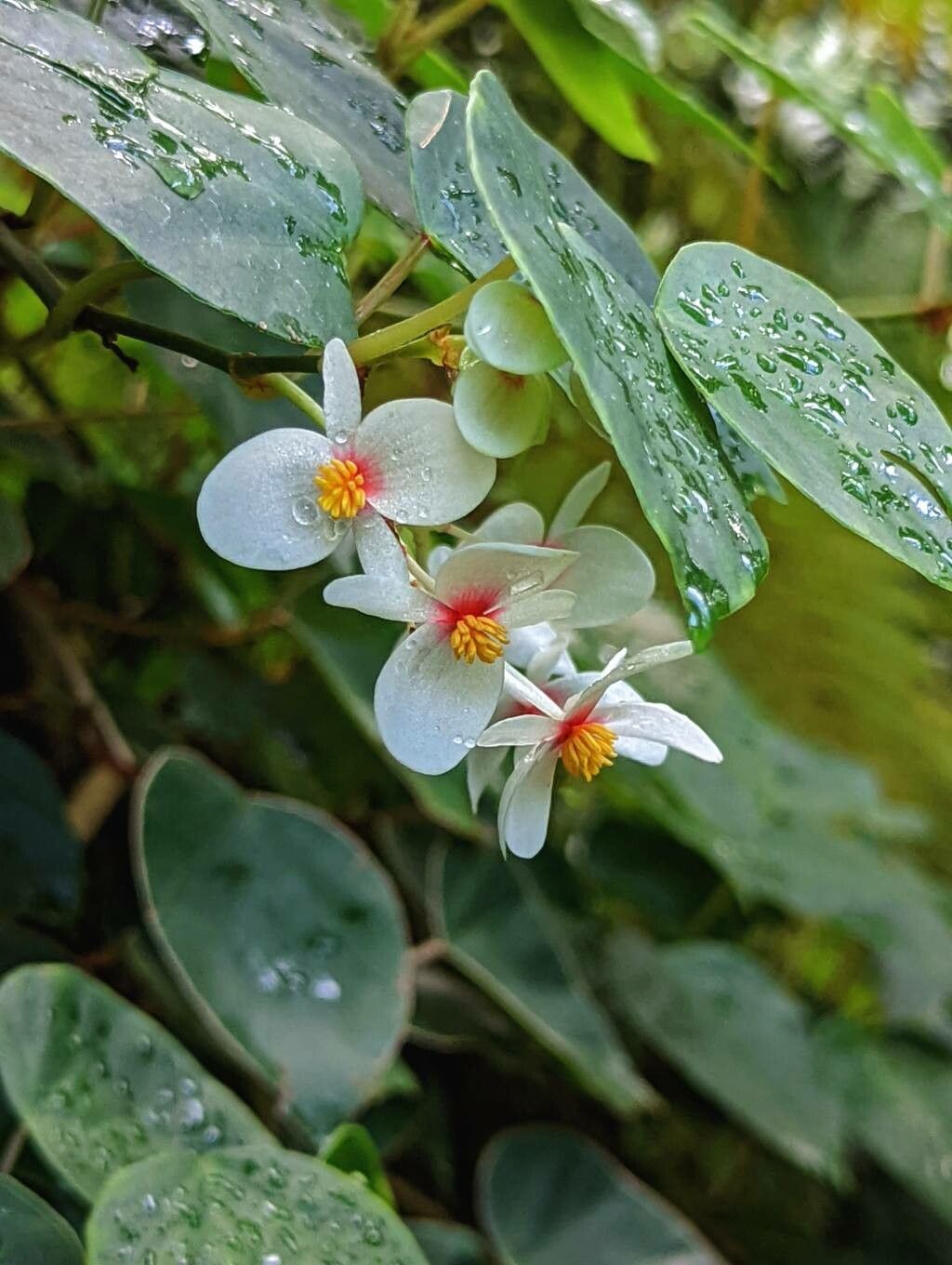 Begonia solananthera flower