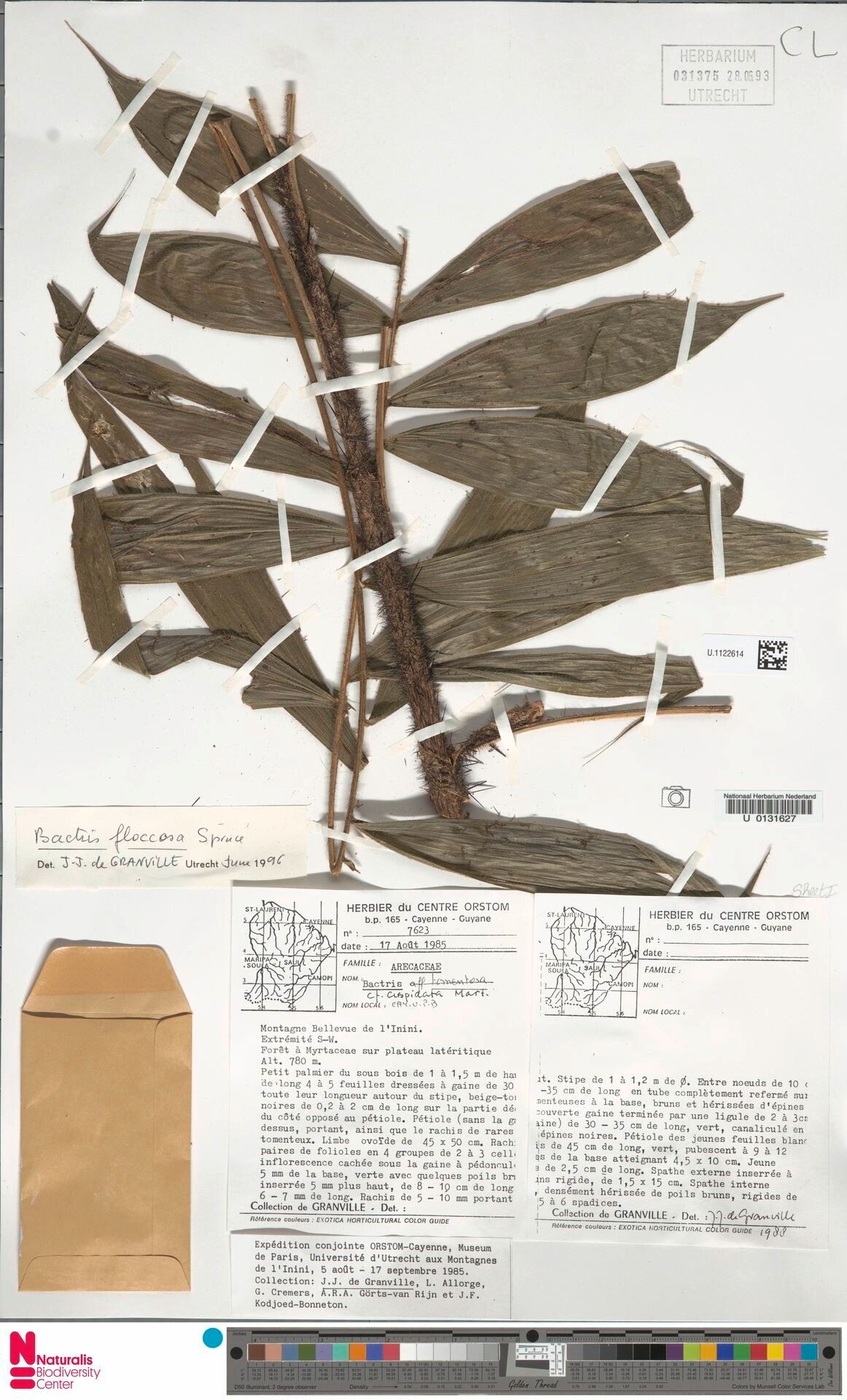 Bactris cuspidata bark