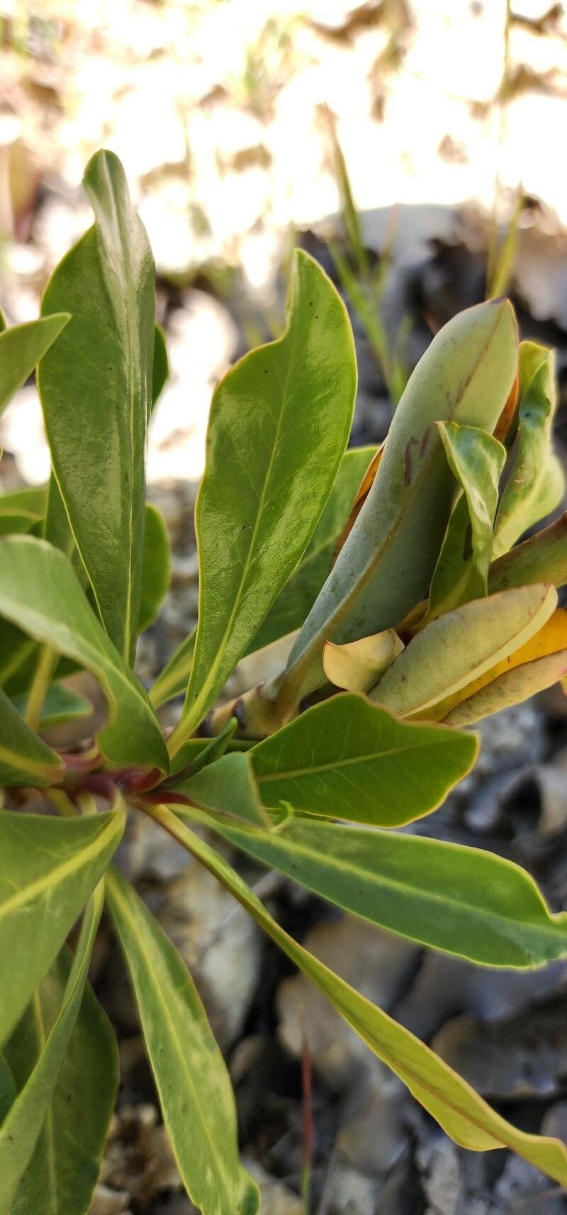 Euphorbia erubescens leaf
