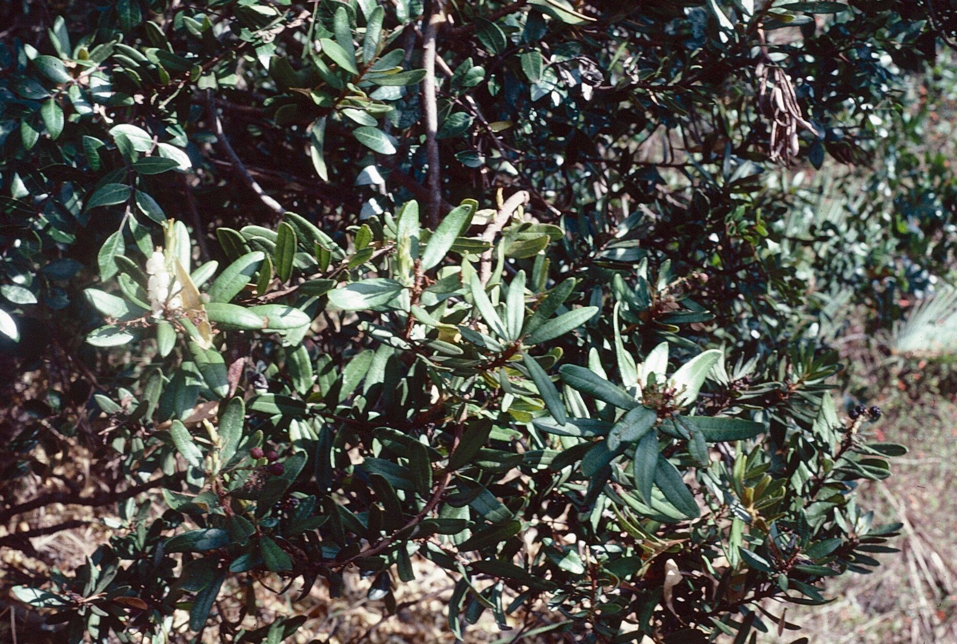 Comarostaphylis polifolia habit