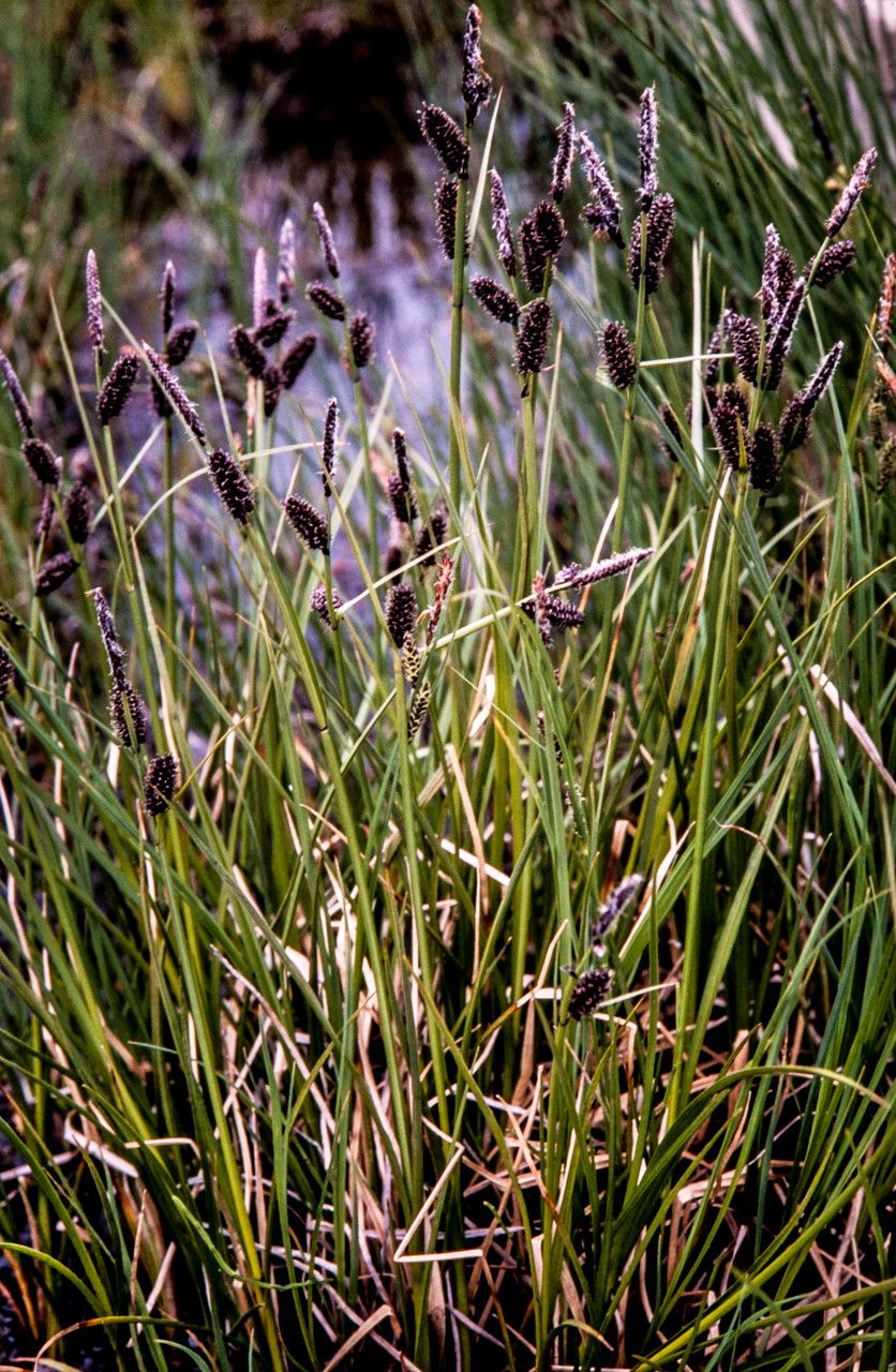 Carex saxatilis habit