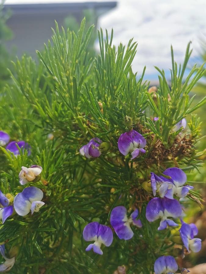 Psoralea pinnata flower