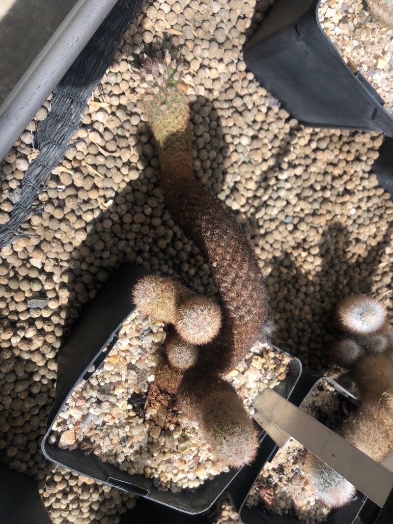 Escobaria chihuahuensis leaf