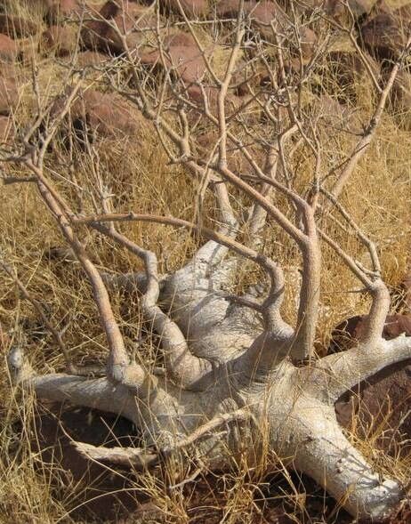 Commiphora saxicola other