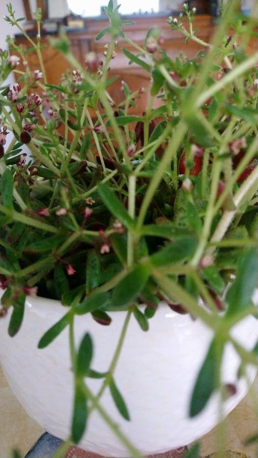 Crassula vaillantii — search result for 'Crassula'